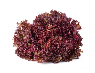 Red Lettuce